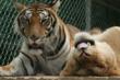 Tigers for Tomorrow on Untamed Mountain Approved for Feline...